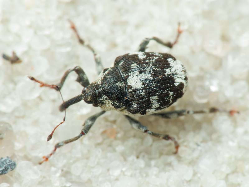 Mogulones larvatus (Schultze, 1897)